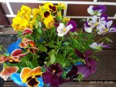 IMG 20200705 WA0018