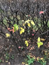 IMG 20191124 WA0002